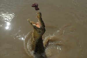 Jumping Saltwater Crocodile on Spectacular Jumping Crocodile Cruise