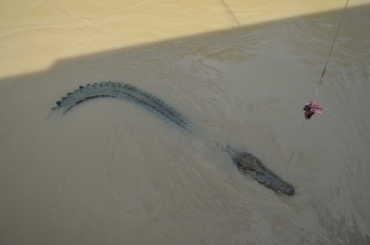 Saltwater Crocodile Approaching the Boat